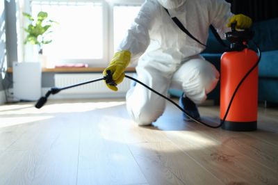 Spider Pest Control