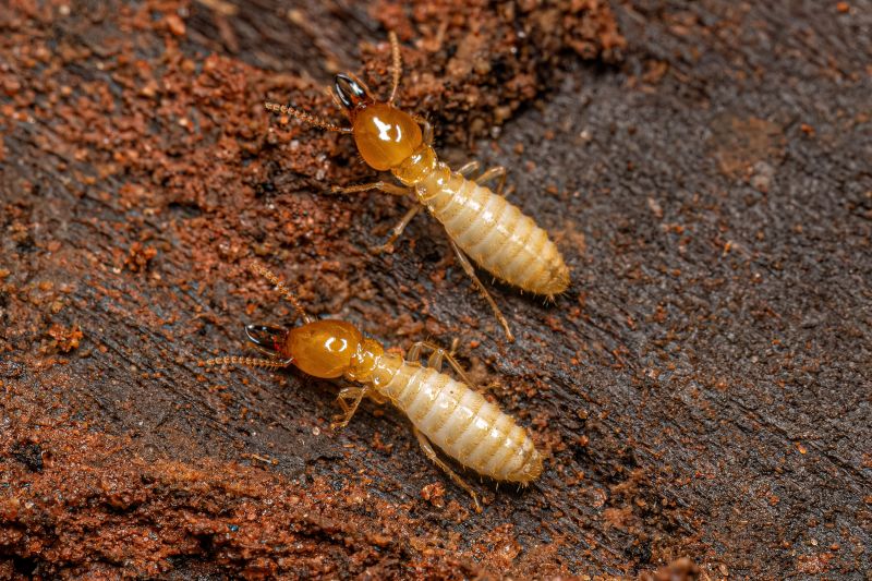 Protect Your Home From Termites