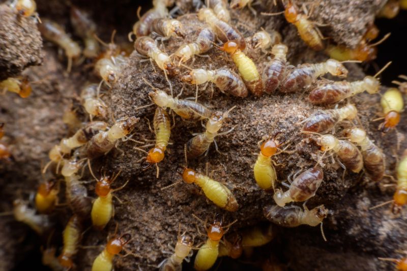 Annual Termite Inspections