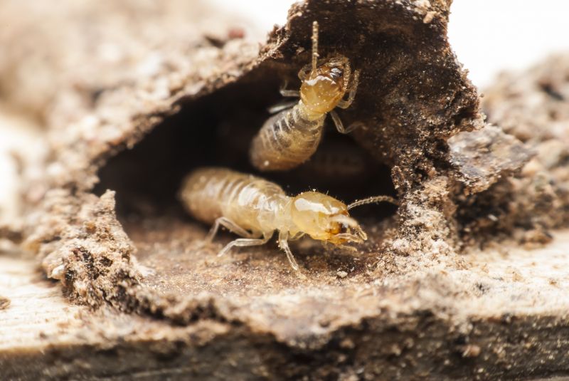 Annual Termite Inspections