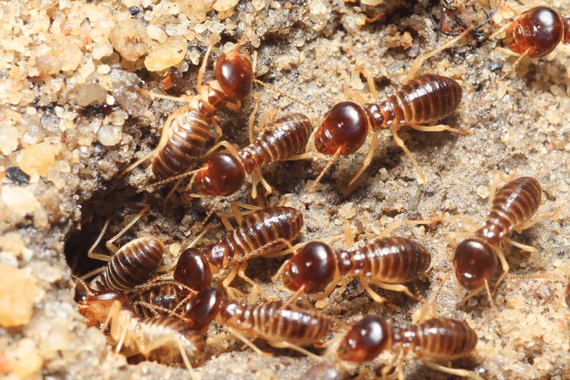 Annual Termite Inspections