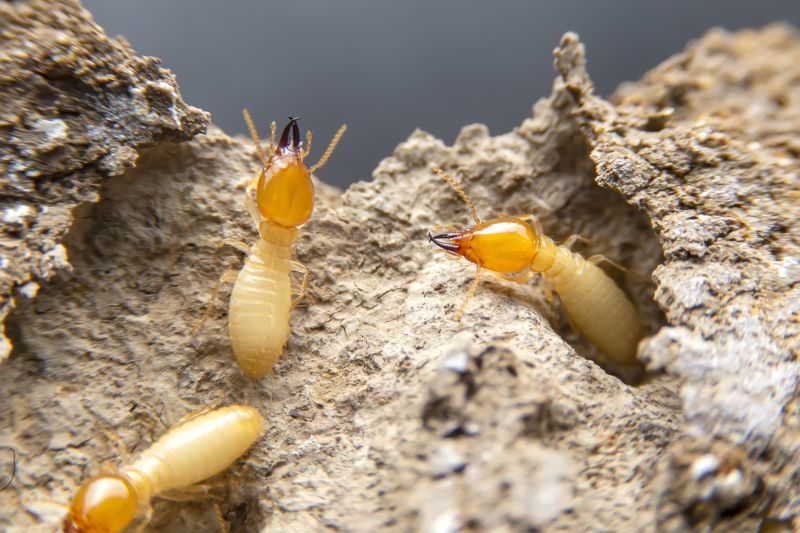 Annual Termite Inspections