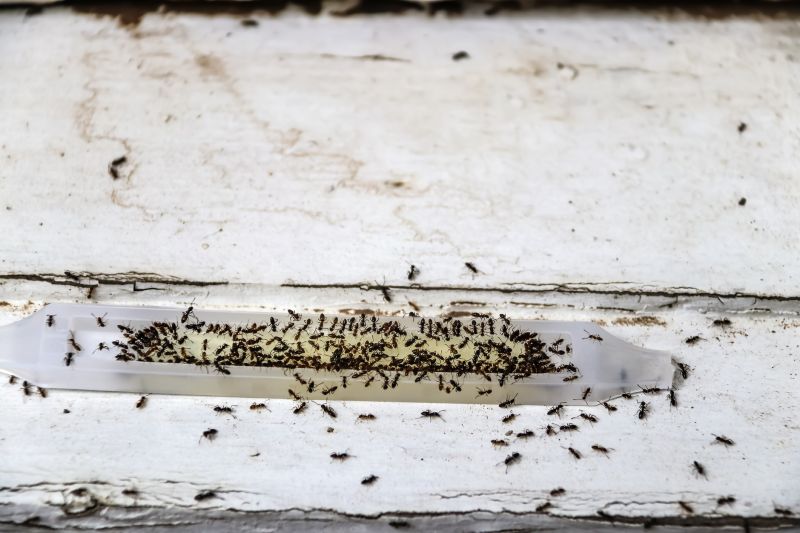 Ant Control