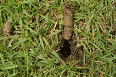 Best Time For Lawn Aeration