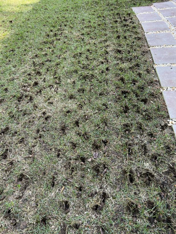 Best Time For Lawn Aeration