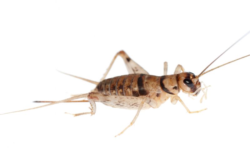 Cricket Pest Control