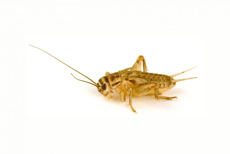 Cricket Pest Control