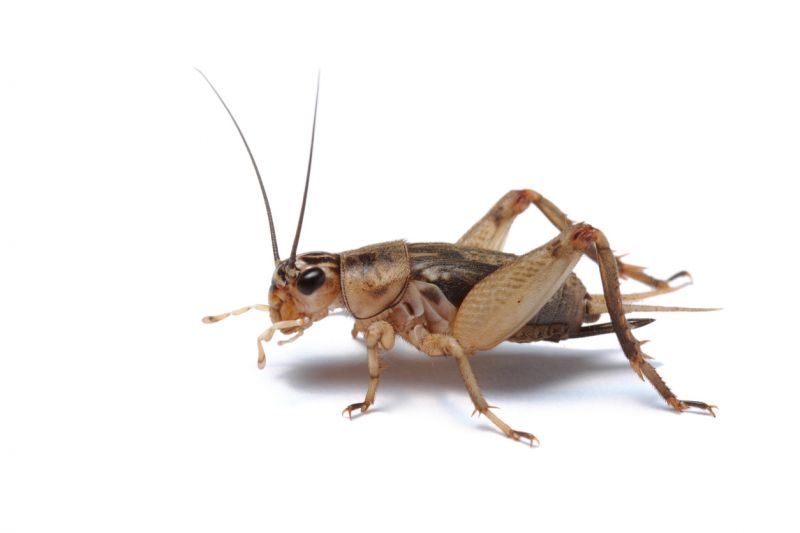 Cricket Pest Control
