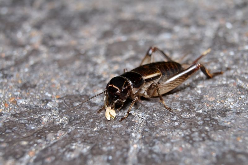 Cricket Pest Control