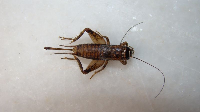 Cricket Pest Control