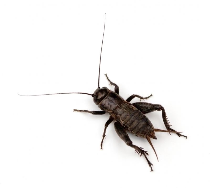 Cricket Pest Control