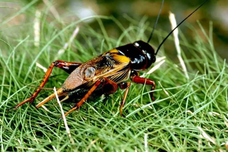 Cricket Pest Control