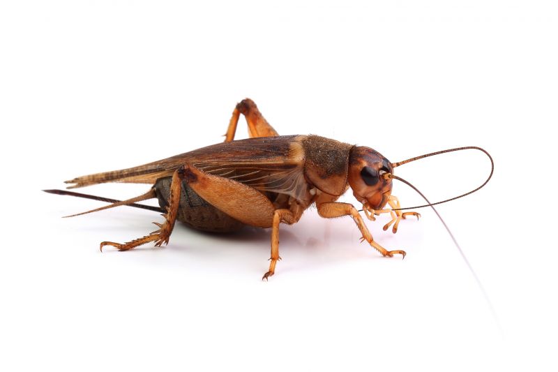 Cricket Pest Control
