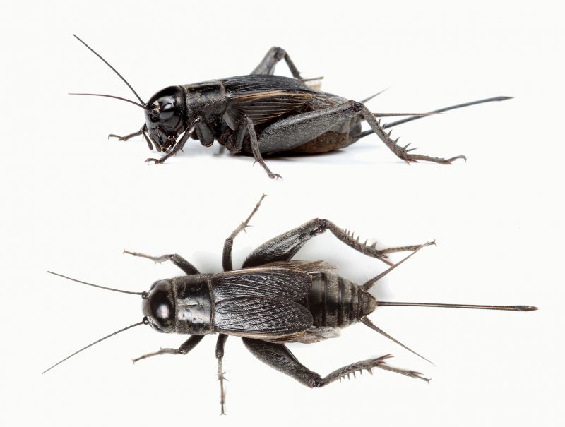 Cricket Pest Control
