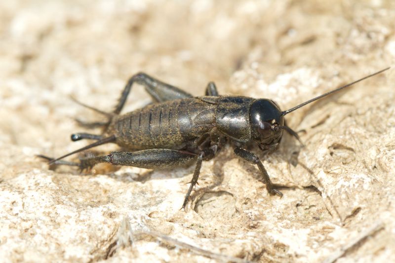 Cricket Pest Control