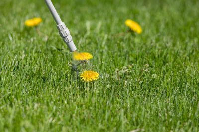 Effective Weed Control Solutions