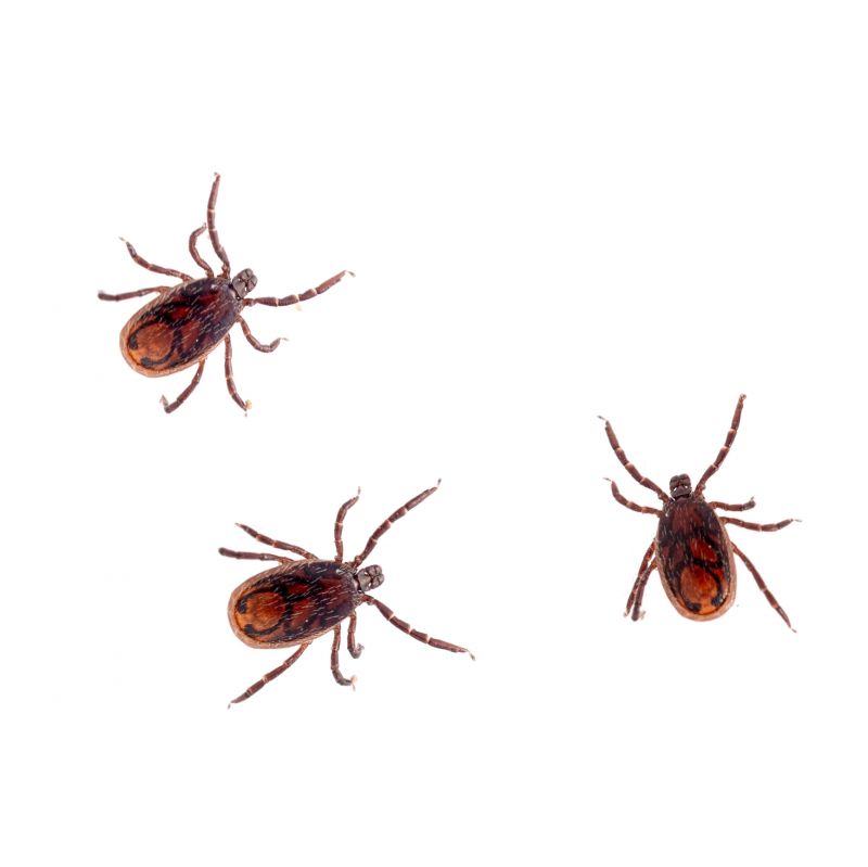 Fleas And Ticks Control
