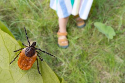 Fleas And Ticks Control