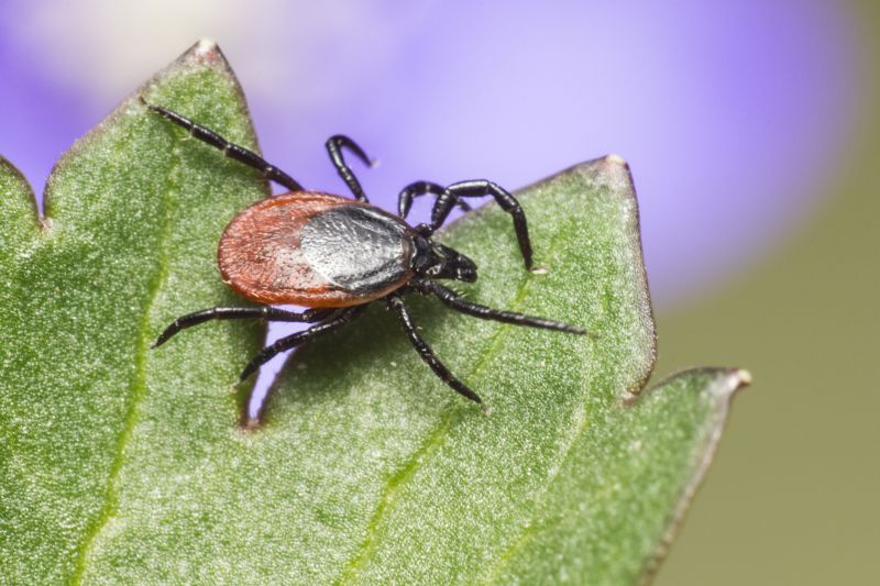Fleas And Ticks Control