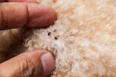 Fleas And Ticks Control