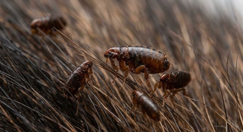 Fleas And Ticks Control