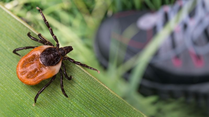 Fleas And Ticks Control