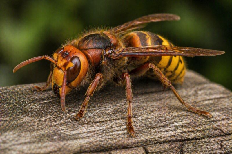 Hornet Pest Control