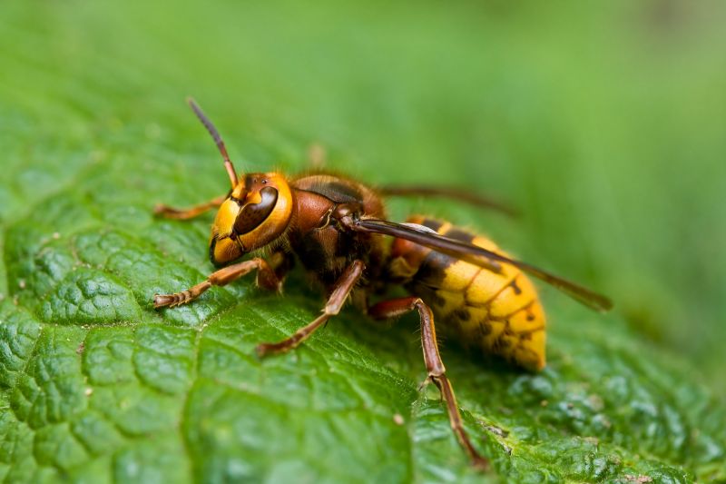 Hornet Pest Control