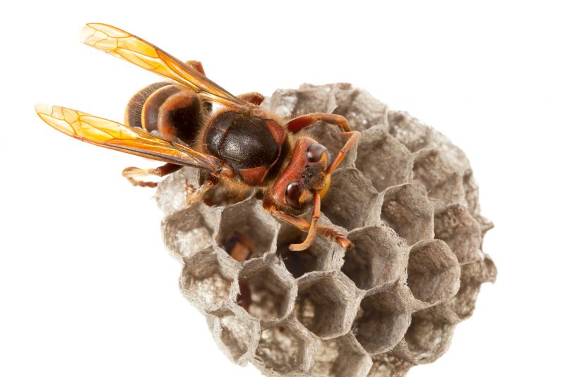 Hornet Pest Control