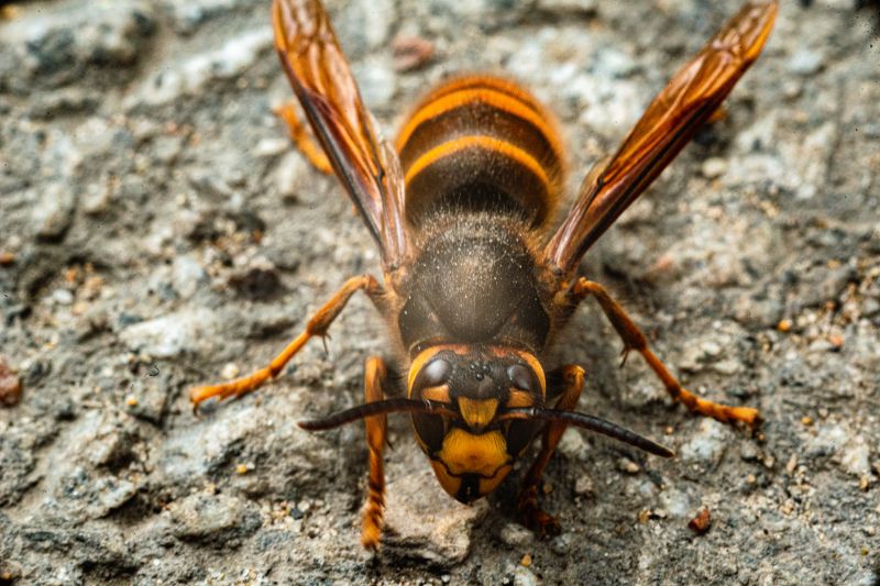 Hornet Pest Control