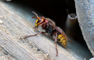 Hornet Pest Control