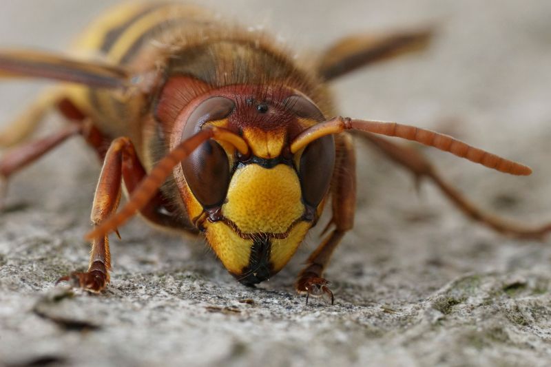 Hornet Pest Control