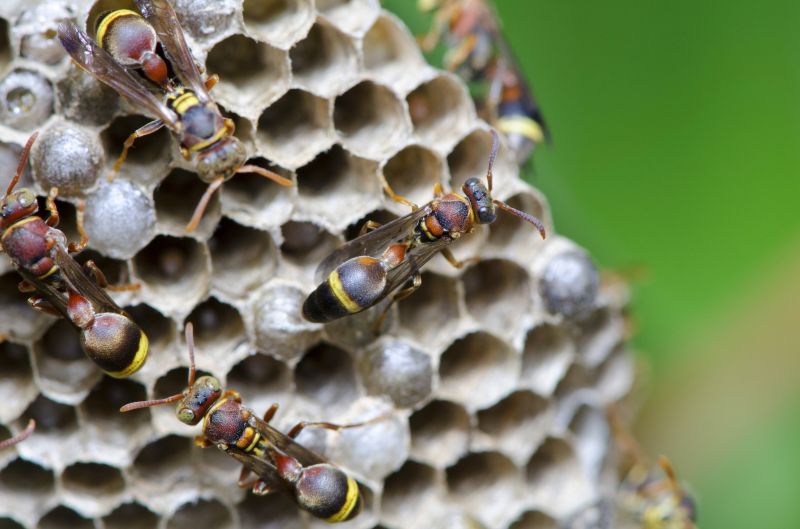 Hornet Pest Control