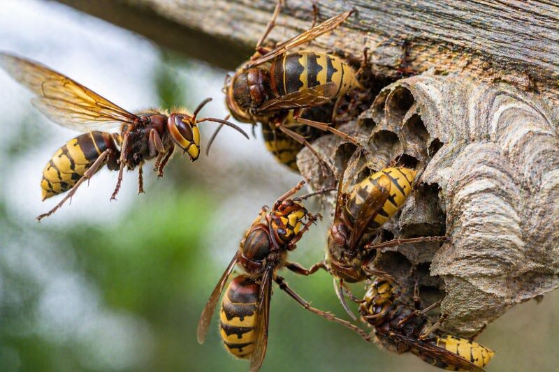 Hornet Pest Control