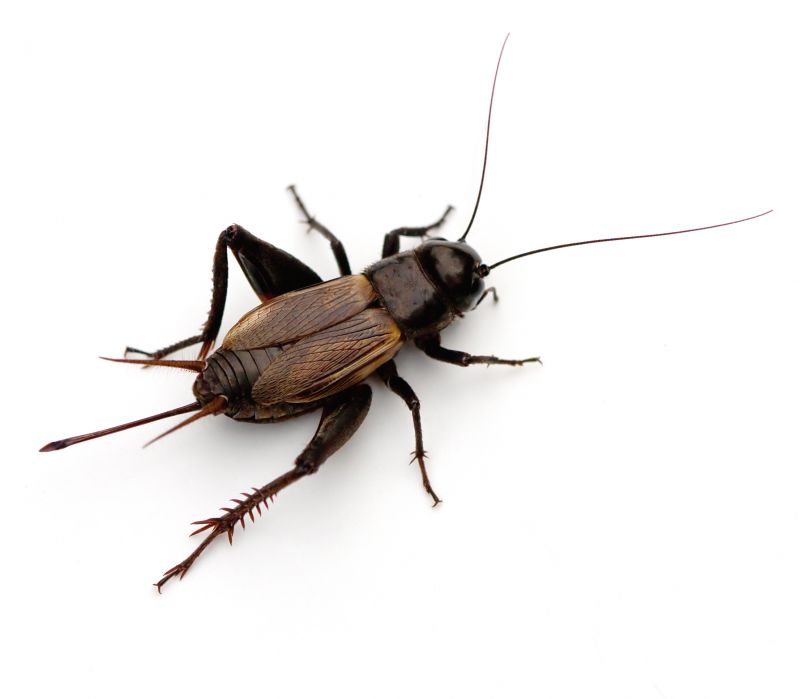 How To Get Rid Of Crickets