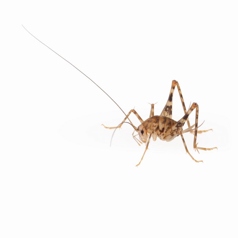 How To Get Rid Of Crickets