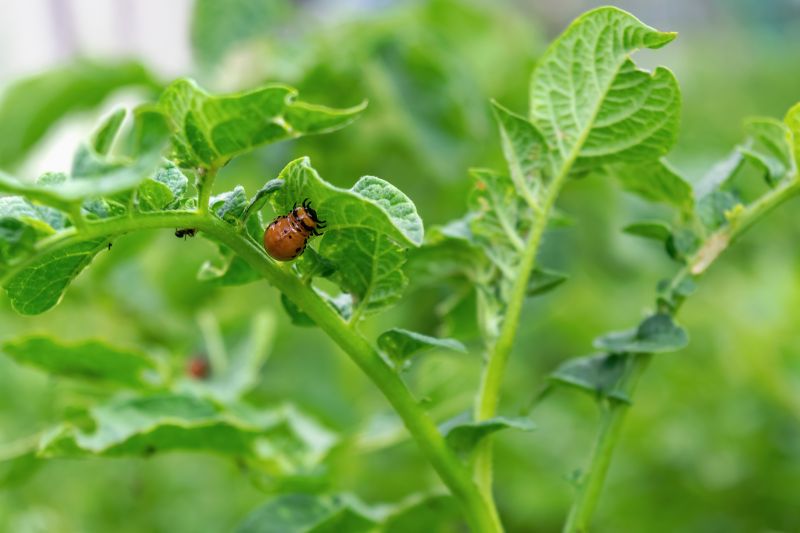 Insect Control