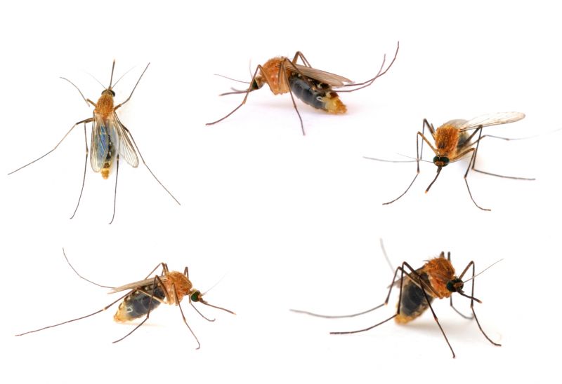 Insect Control