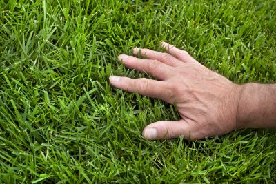 Lawn Treatment