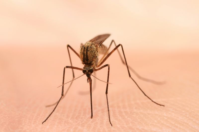 Mosquito Pest Control
