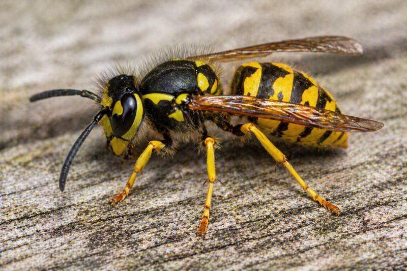 Professional Hornet Removal