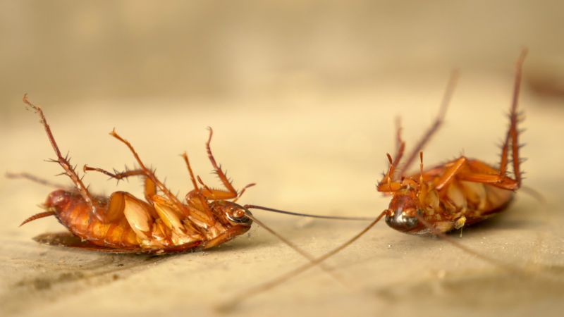 Professional Roach Extermination