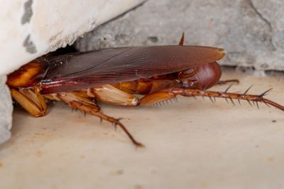 Professional Roach Extermination