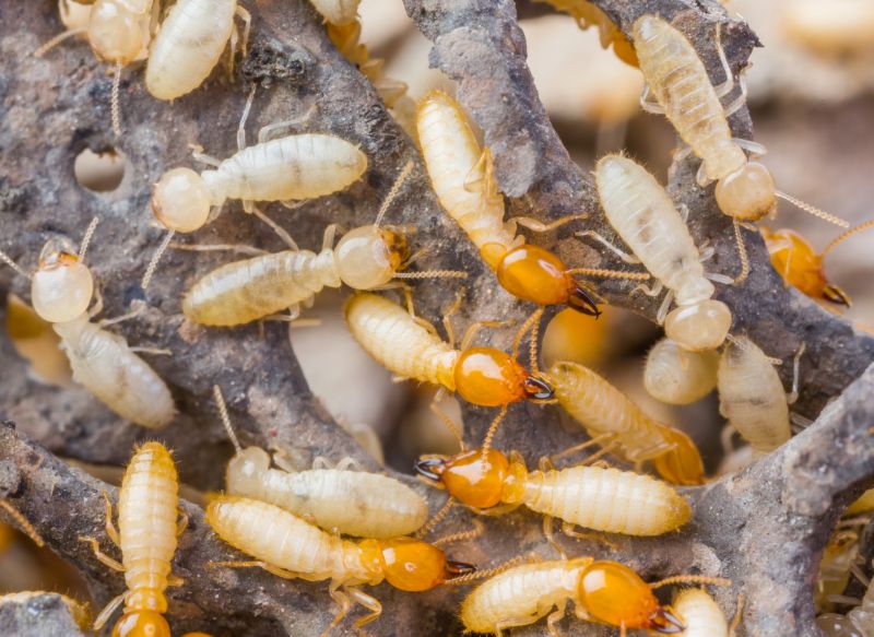 Protect Your Home From Termites