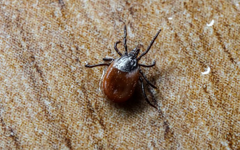 Protect Your Pets From Fleas And Ticks