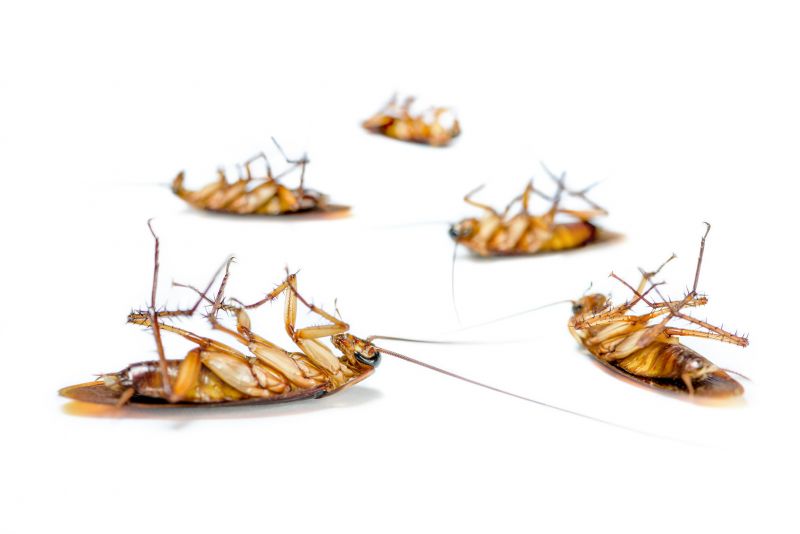 Roach Control