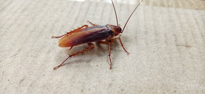 Roach Control