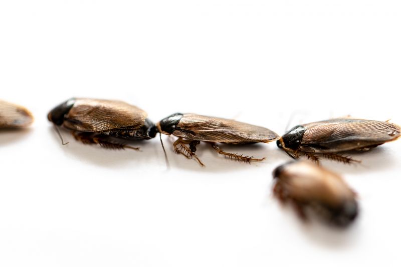 Roach Control