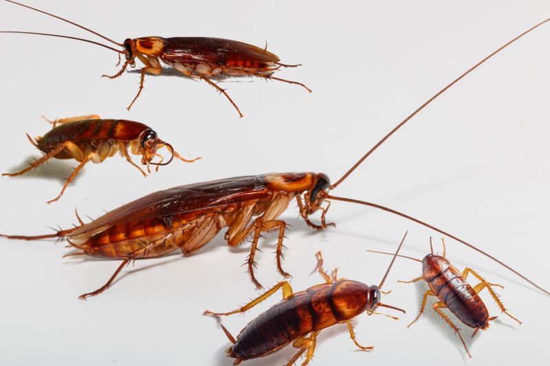 Roach Control