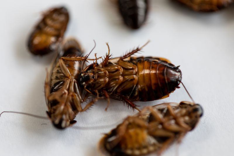 Roach Control